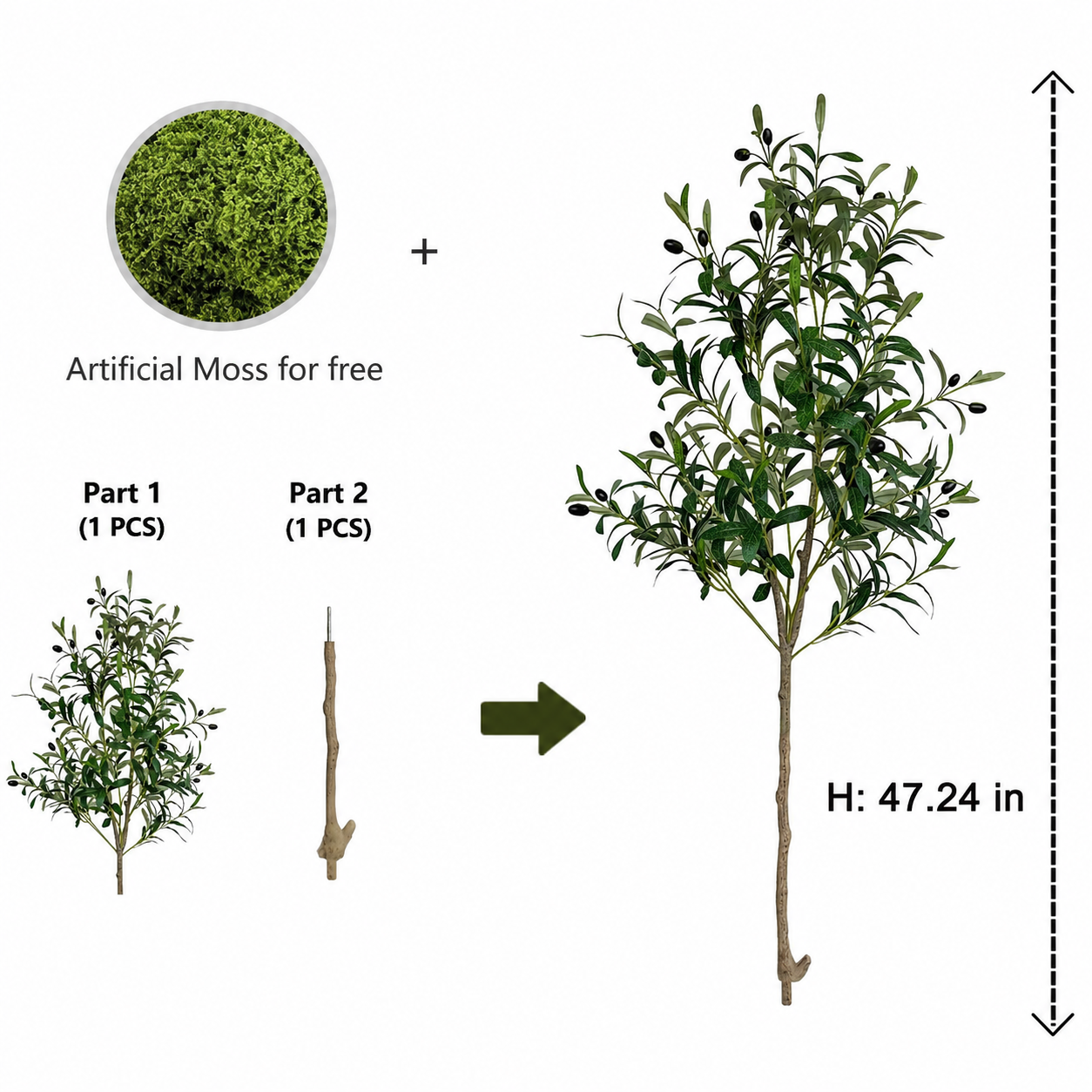 Evergreen Olive Tree