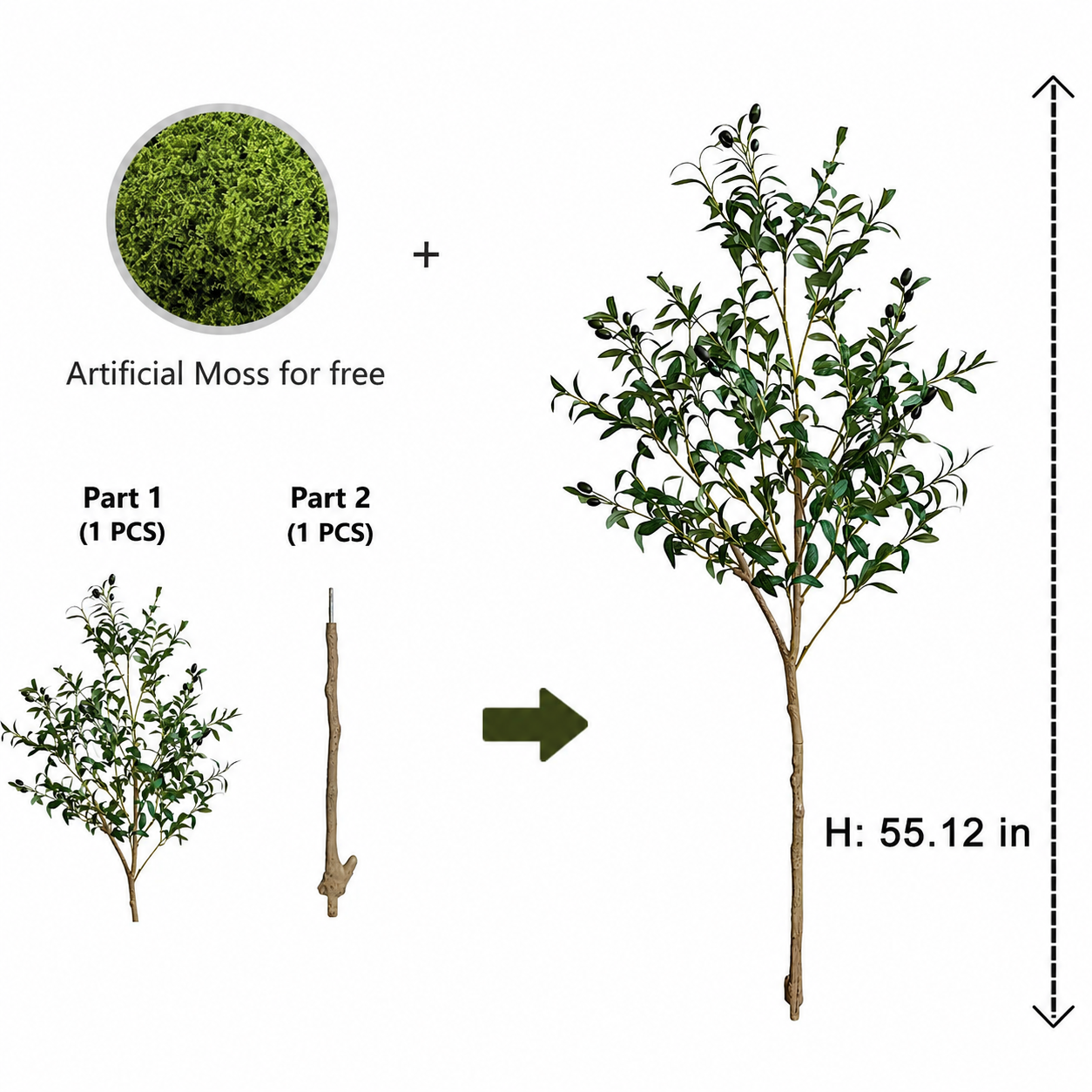 Evergreen Olive Tree