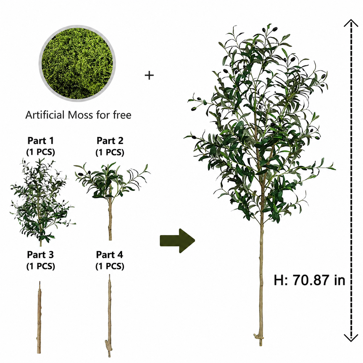 Evergreen Olive Tree