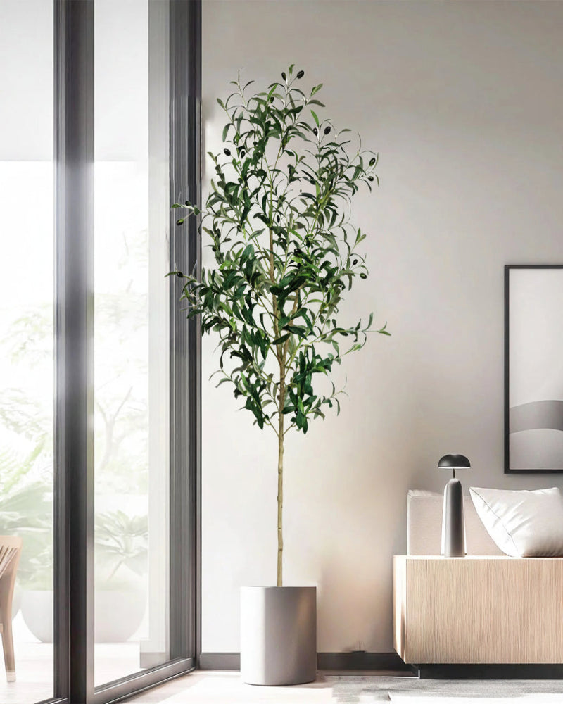 Evergreen Olive Tree