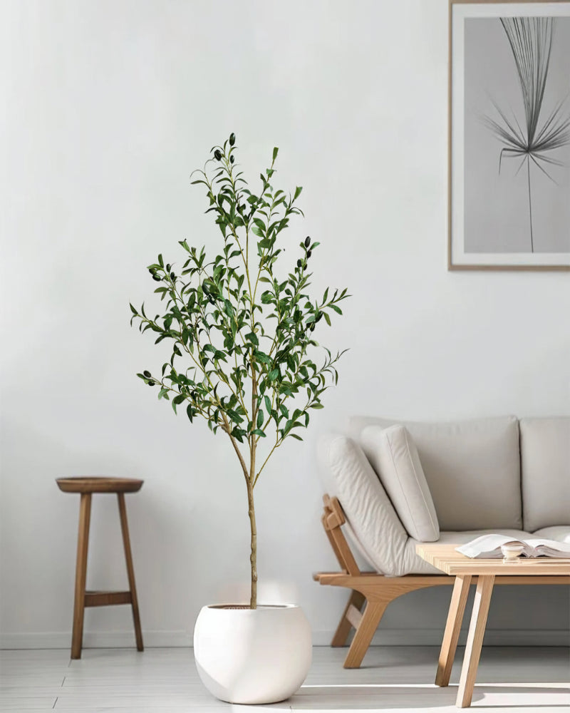 Evergreen Olive Tree