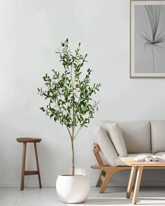Evergreen Olive Tree