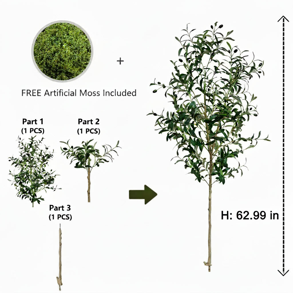 Evergreen Olive Tree