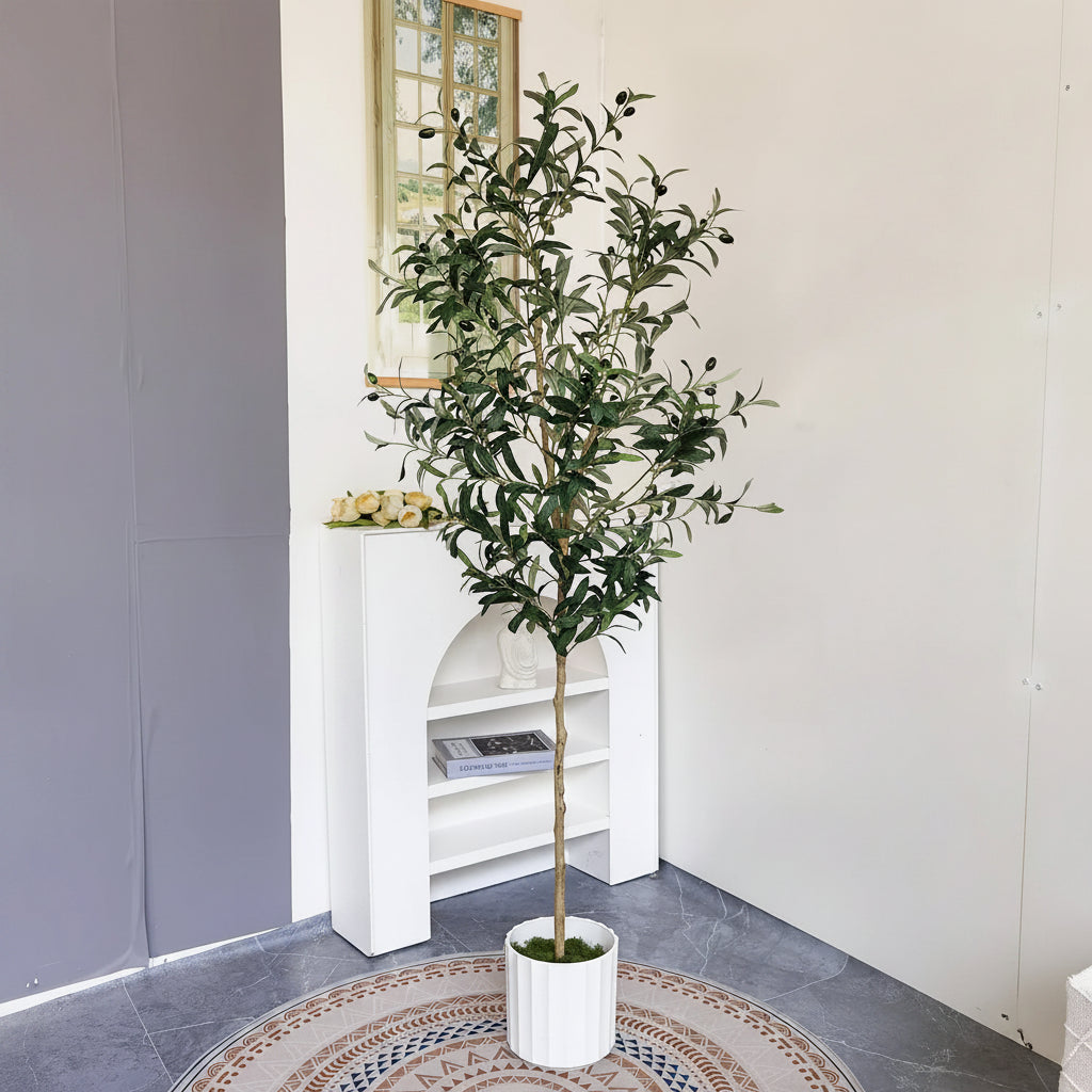Evergreen Olive Tree
